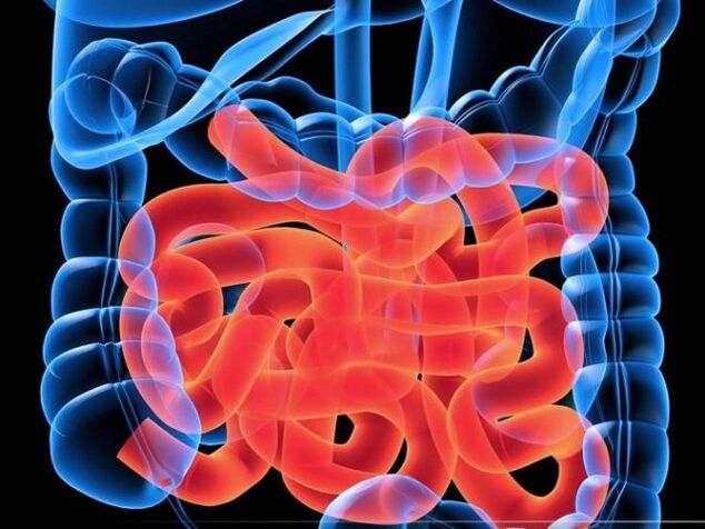 Паразити в тънките черва