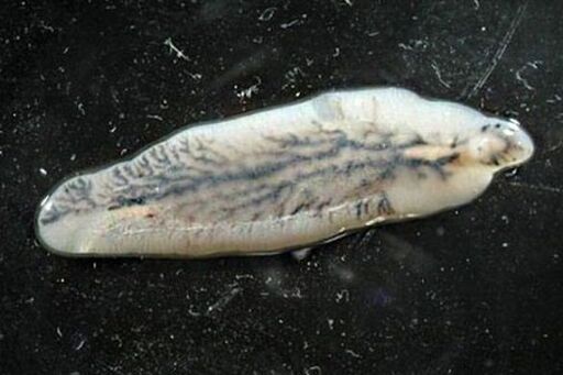 чернодробен метил при хора